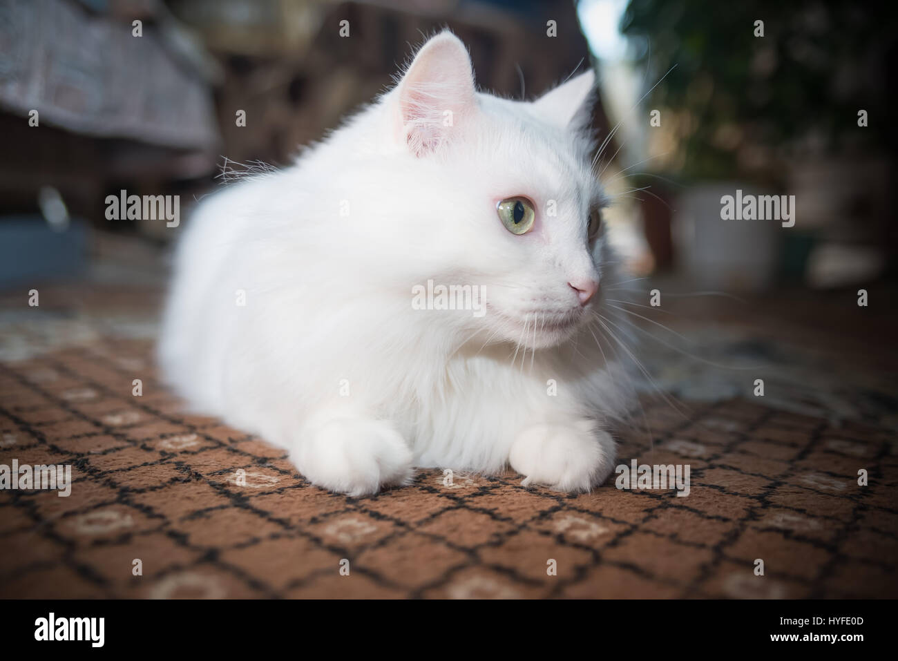 Gato angora persa de raza blanca sobre fondo negro Fotografía de stock -  Alamy
