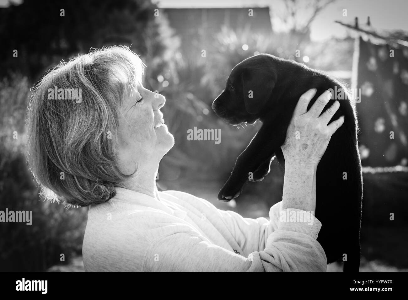 Cachorro Amor. Señora mantiene joven cachorro de Labrador, temprano en la mañana la luz Foto de stock