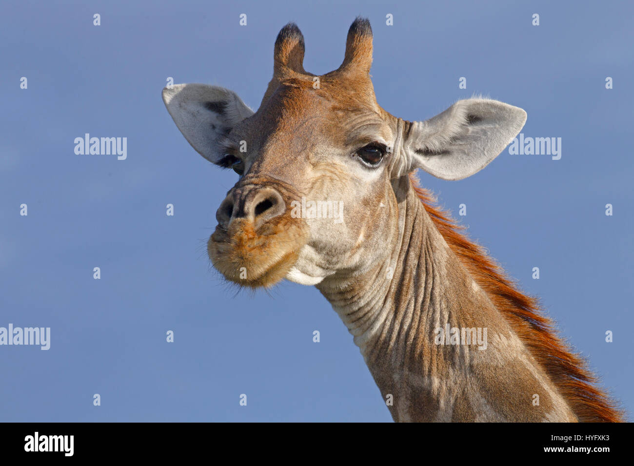 Jirafa Giraffa angoleño giraffa angolensis el norte de Namibia. Retrato de cabeza Foto de stock