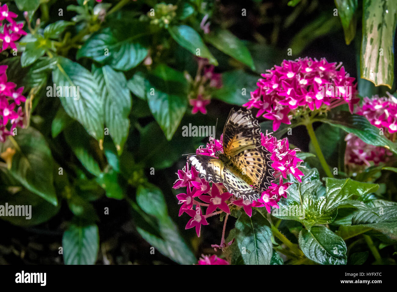 Mariposa sobre una flor rosa Foto de stock