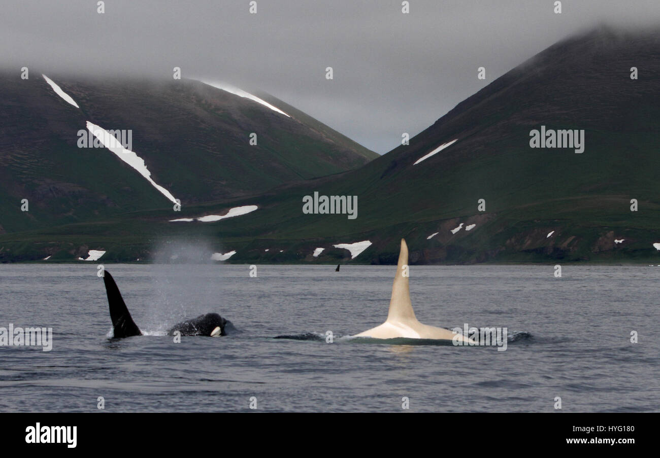 Las islas Kuriles, OCÉANO PACÍFICO: UNA RARA albino Killer whale llamado Iceberg ha sido redescubierto por los científicos como la Orca viajaron a través del Océano Pacífico. No avistado desde la primavera de 2012, los investigadores marinos han sido desesperadamente tratando de confirmar los 22 años de edad mamífero marino blanco aún estaba vivo. Sólo uno en diez mil ballenas asesinas, también conocidas como orcas, son completamente blancas. La Reconfortante noticia de iceberg de supervivencia frente a las costas de las islas Kuriles de Rusia fue reportado por el investigador norteamericano Erich Hoyt (65) del Lejano Oriente de Rusia, Orca Project (FEROP). Foto de stock