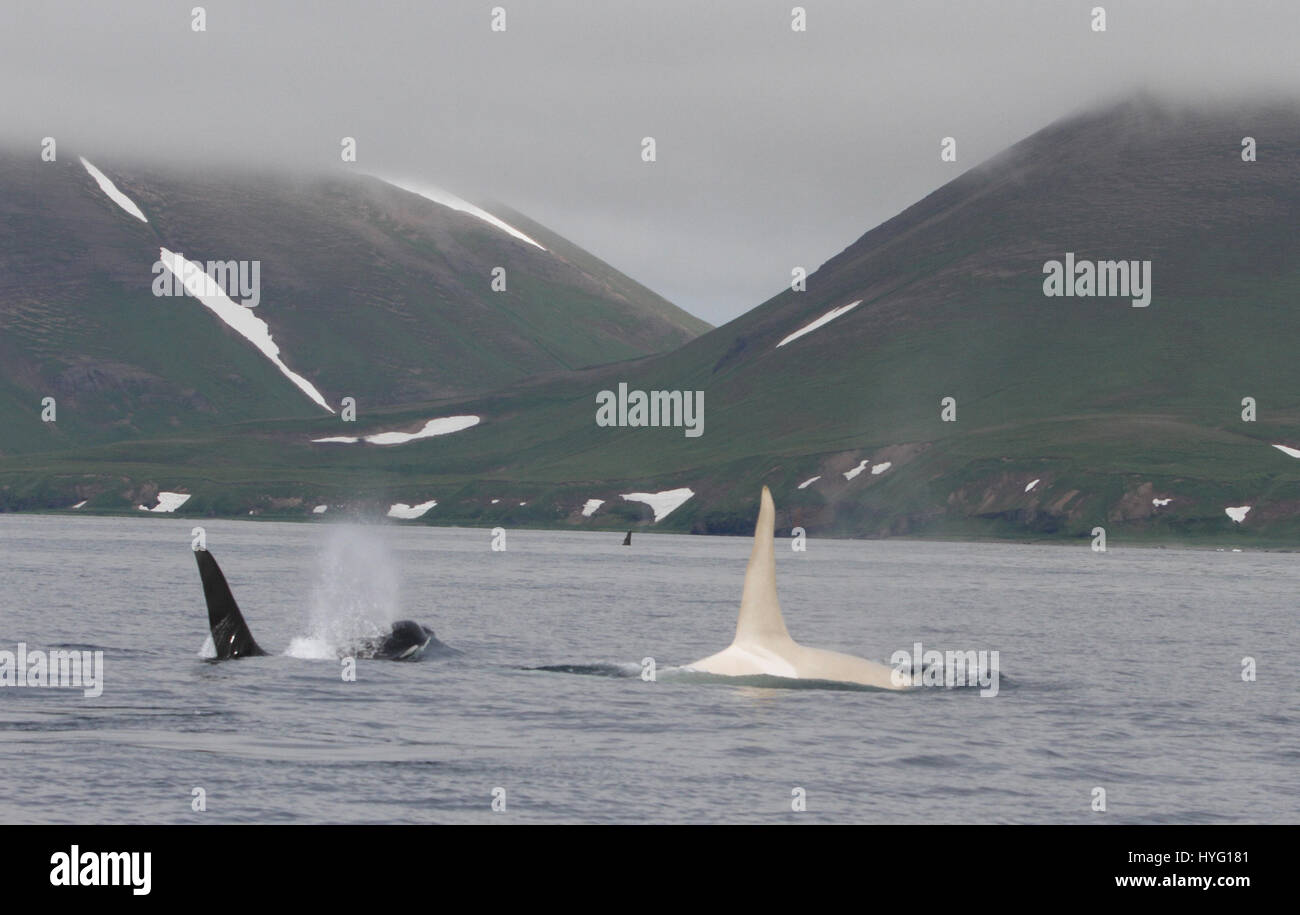 Las islas Kuriles, OCÉANO PACÍFICO: UNA RARA albino Killer whale llamado Iceberg ha sido redescubierto por los científicos como la Orca viajaron a través del Océano Pacífico. No avistado desde la primavera de 2012, los investigadores marinos han sido desesperadamente tratando de confirmar los 22 años de edad mamífero marino blanco aún estaba vivo. Sólo uno en diez mil ballenas asesinas, también conocidas como orcas, son completamente blancas. La Reconfortante noticia de iceberg de supervivencia frente a las costas de las islas Kuriles de Rusia fue reportado por el investigador norteamericano Erich Hoyt (65) del Lejano Oriente de Rusia, Orca Project (FEROP). Foto de stock