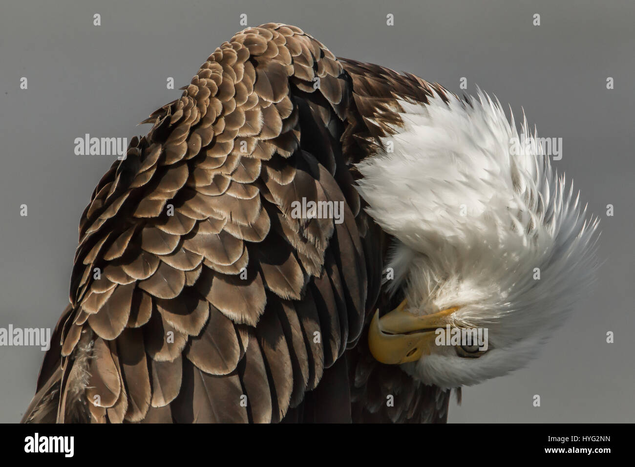 Punto de anclaje, Alaska: la férrea mirada de el ave nacional de América ha sido encajado a sólo unos metros. La majestuosa águila calva Americana puede ser visto aquí en detalle increíble exhibiendo su choque de plumaje blanco en contraste con el plumaje pardo de su cuerpo. Su gran precisión de garras y pico helado stare crear la impresión de un gran depredador. Fotógrafo Graham McGeorge (43) recuperó su momento para capturar este increíble raptor tener un momento tranquilo a sí mismo en el fletán Beach, Punto de anclaje, en Alaska. Foto de stock