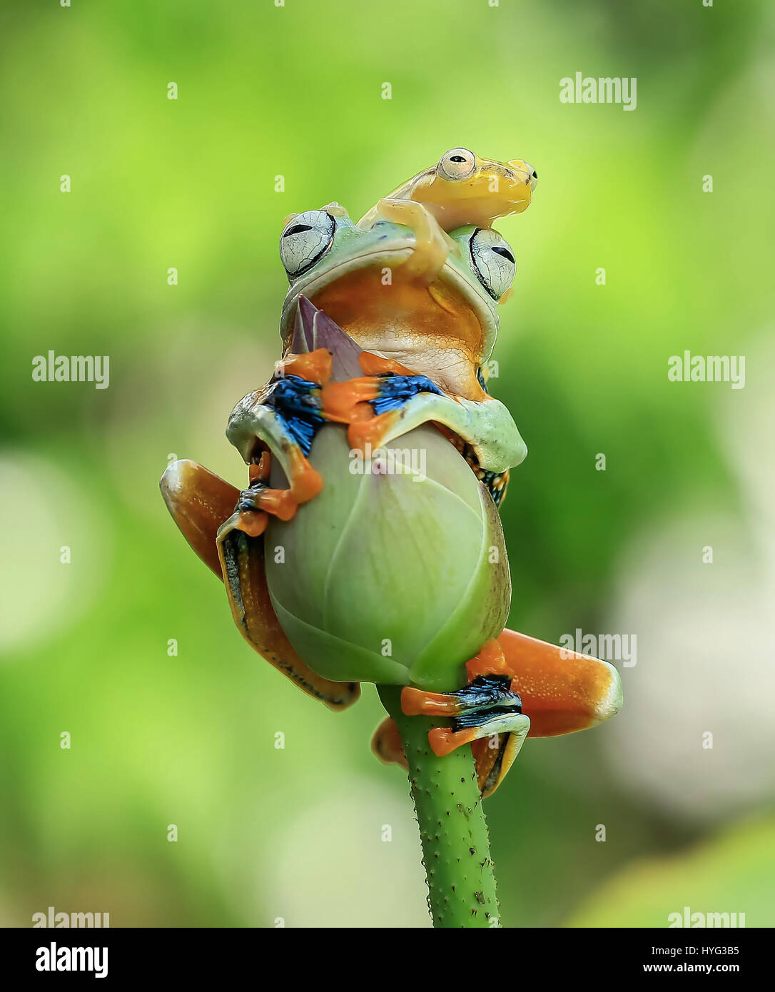 Yakarta, Indonesia: Un cómic de encuentro entre dos rivales de anfibios han sido capturados por la cámara por un entusiasta de la vida silvestre. Las fotografías muestran la mayor flying Tree Frog cómodamente sentado encima de un capullo encuestar a sus alrededores, cuando es cuestionada por la pole por un competidor más pequeño. El animoso rana de vidrio puede verse alojados hasta el tallo y luego sobre la cabeza de la Flying Frog. Incluso atreverse a abrazar su mano sobre el Flying Frog's boca. Fotógrafo aficionado Tanto Yensen (36) de Yakarta, fue capaz de ajustar esta serie de imágenes de su ciudad natal. Foto de stock