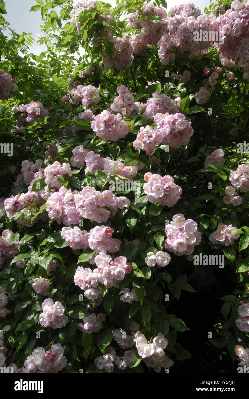 Rambling Rose con flores de color rosa. Variedad incierto Foto de stock