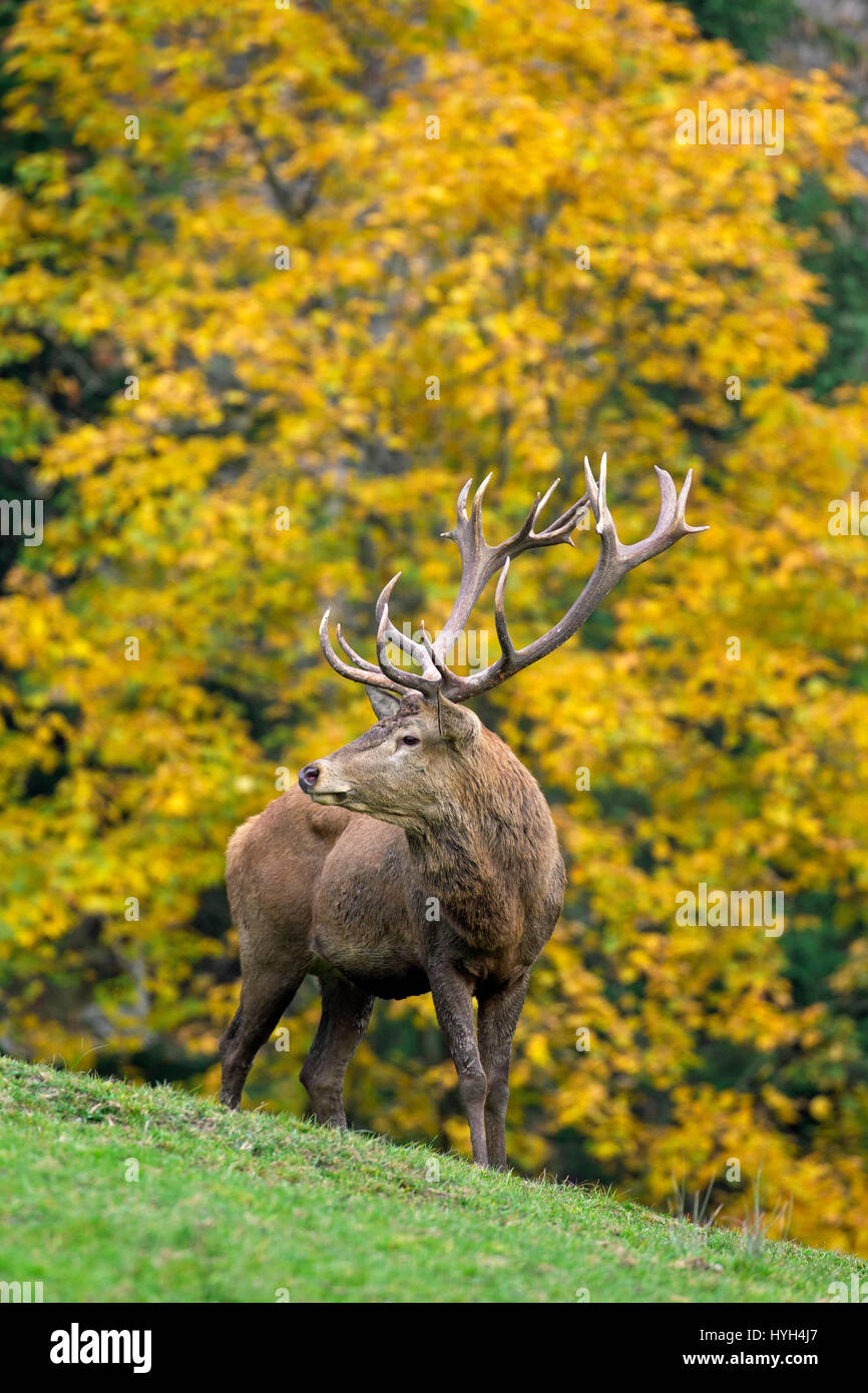 Ciervo rojo (Cervus elaphus) soltero(a) durante la temporada de celo en otoño bosque Foto de stock