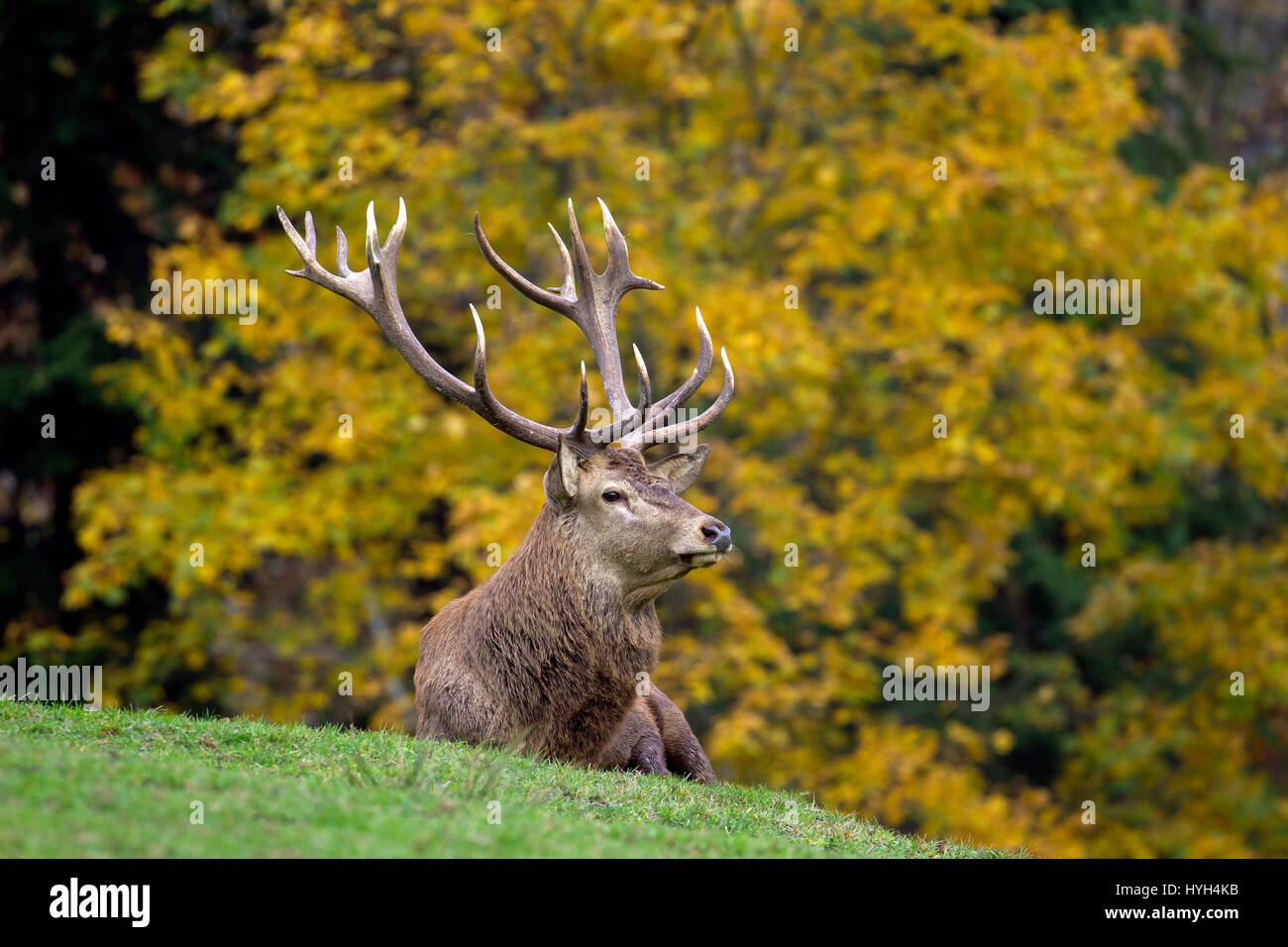 Ciervo rojo (Cervus elaphus) soltero(a) durante la temporada de celo en otoño bosque Foto de stock