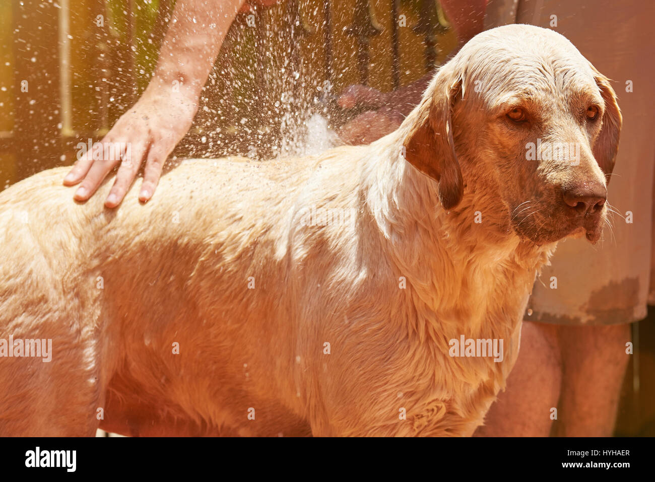 Lavado perro labrador marrón. Perro Labrador tomar una ducha Foto de stock