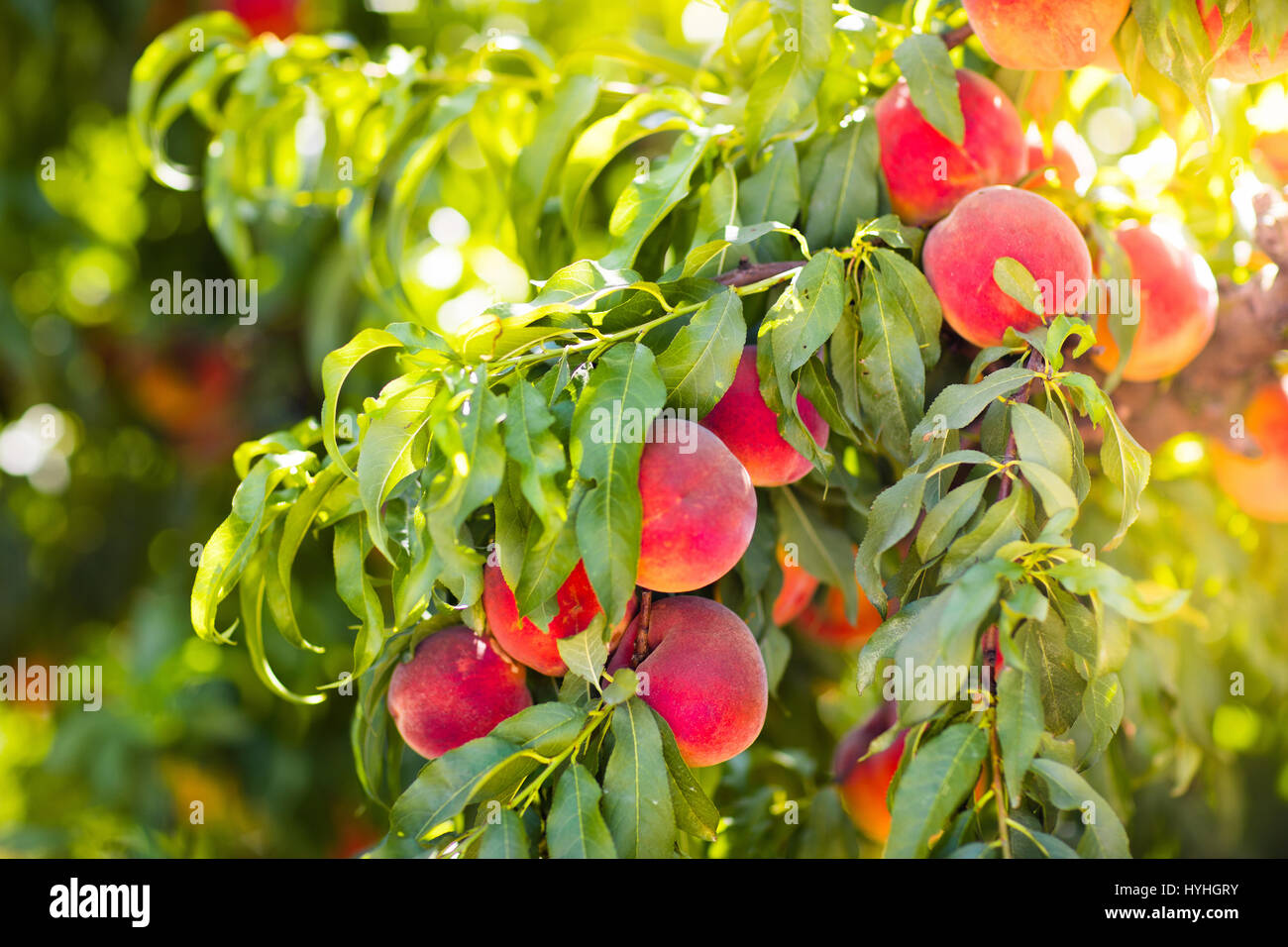 Maduras sabroso melocotón en árbol en huerto soleado de verano. Elija su  propia granja de frutas con árbol maduran freestone melocotones. Delicioso  y saludable nutrición orgánica Fotografía de stock - Alamy