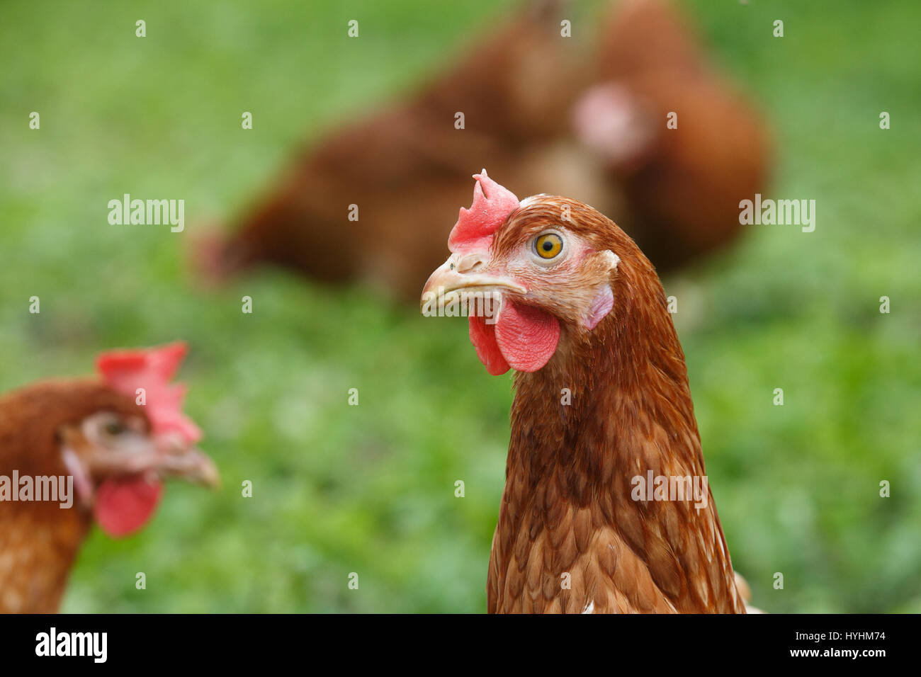 Las gallinas camperas (pollo) en una granja orgánica, pastando libremente en una pradera. La agricultura orgánica, los derechos de los animales, volver al concepto de naturaleza. Foto de stock