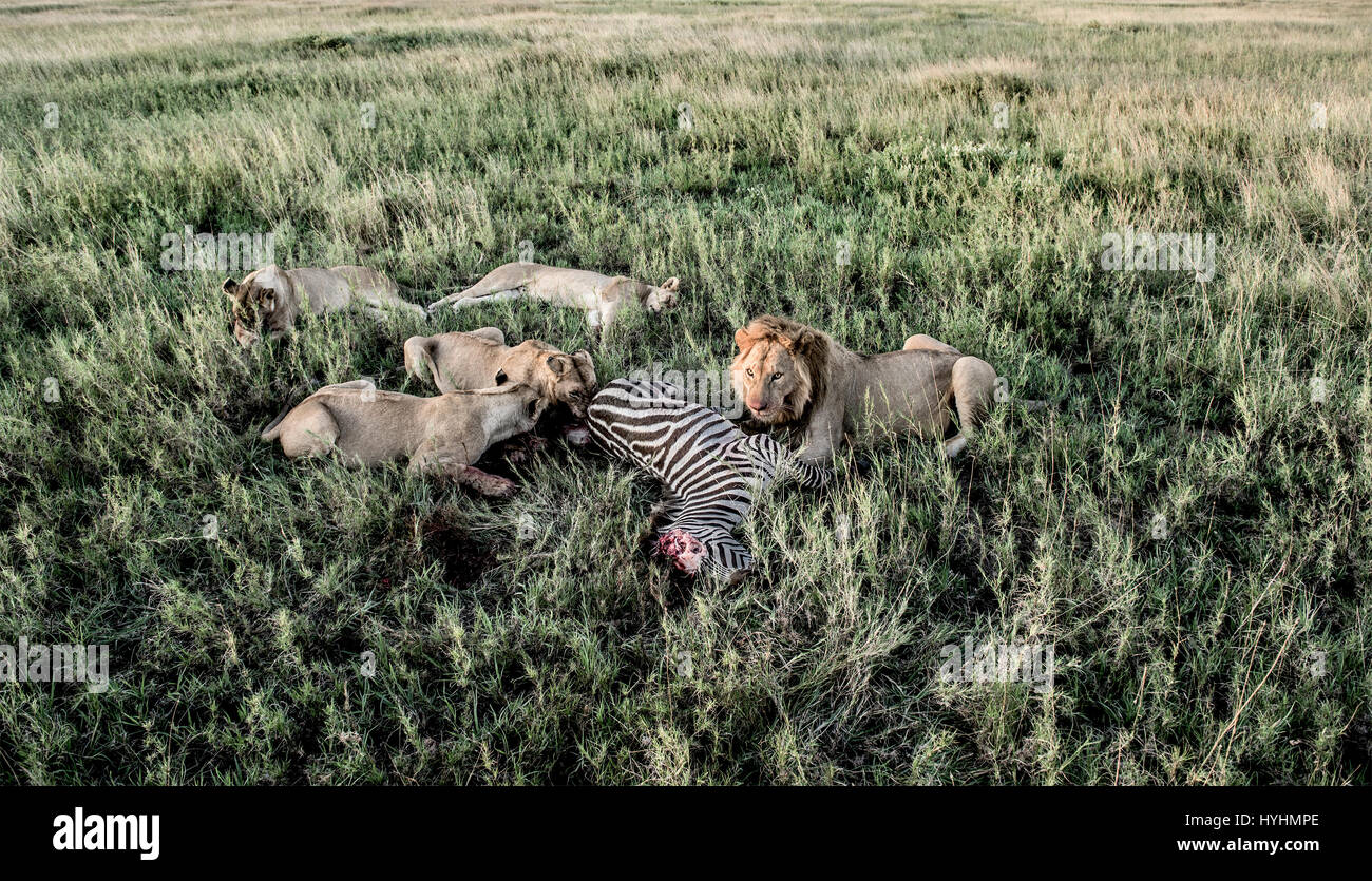 Los leones macho y hembra comiendo cebras en el Parque nacional Serengeti  Fotografía de stock - Alamy