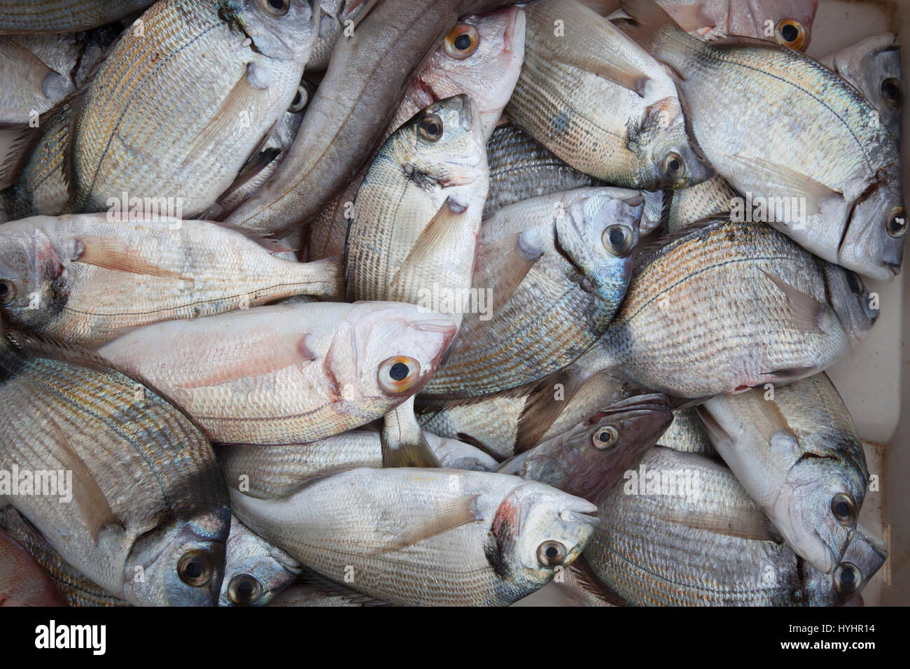 Blanco besugos, peces, Puerto, Trani, Apulia, Italia, Europa Foto de stock