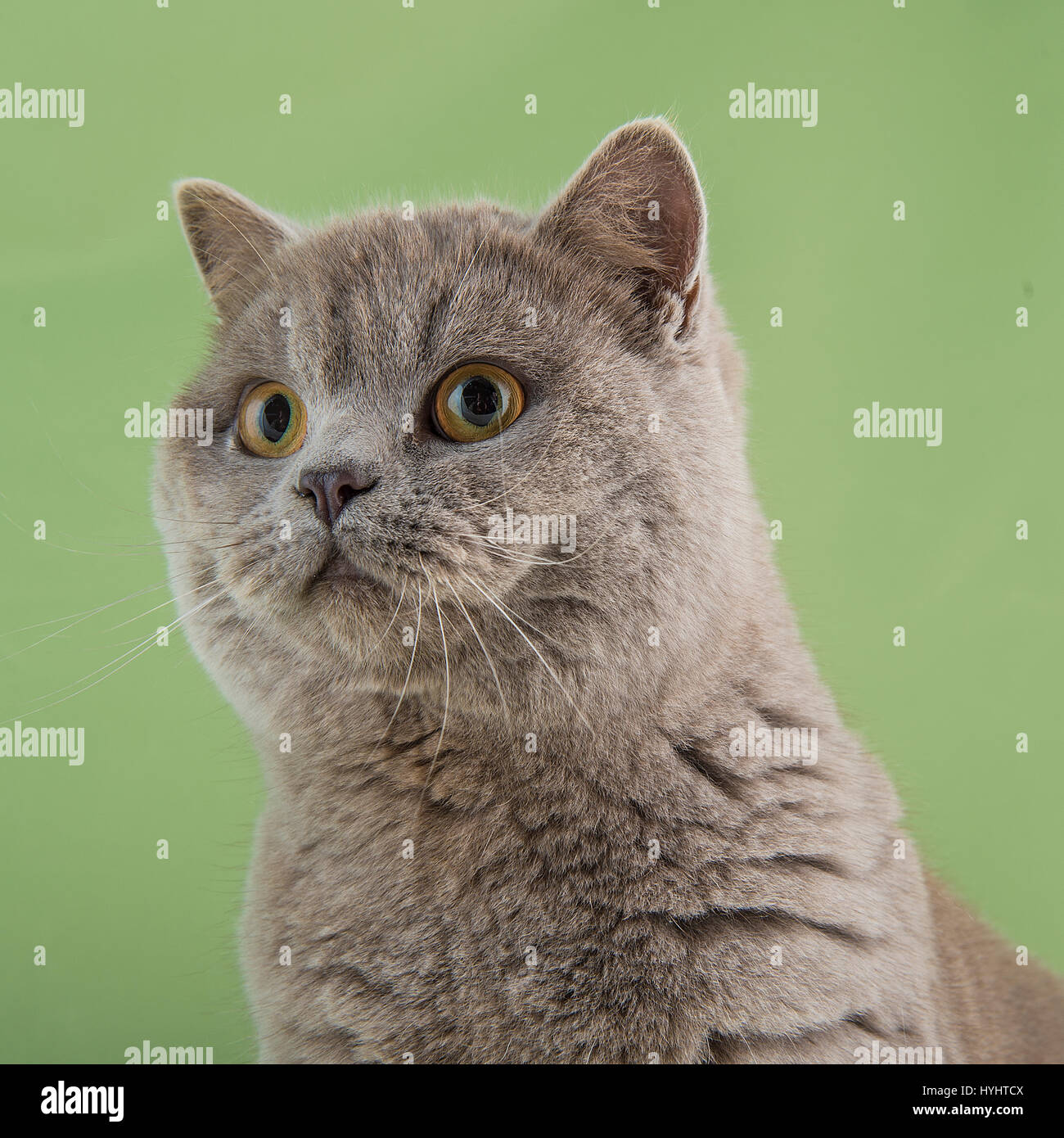 Cabello corto brisihs cat, color azul Foto de stock