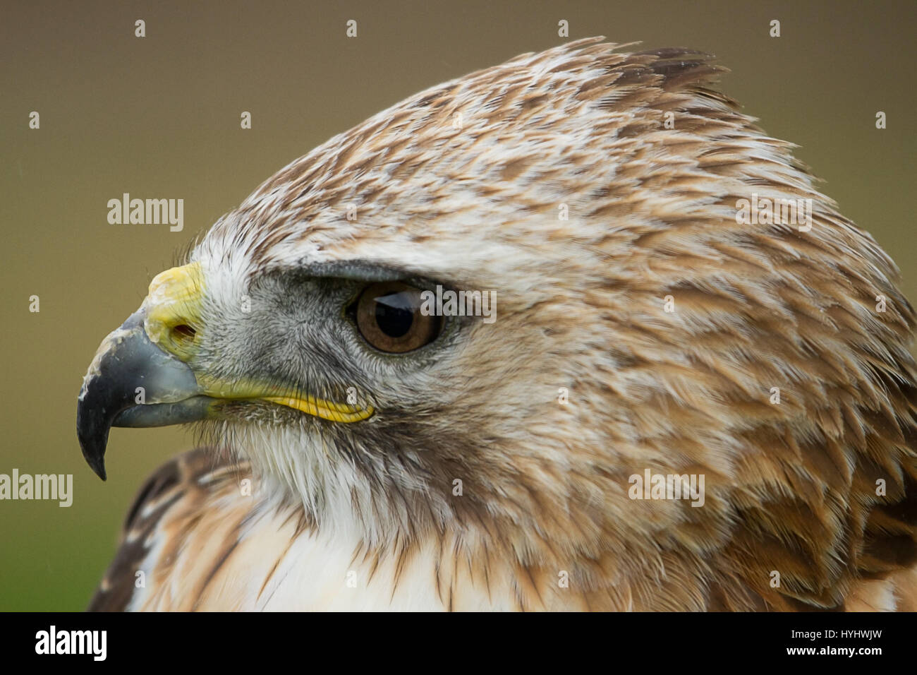 Foto retrato de una alerta mirando el halcón sacre Foto de stock