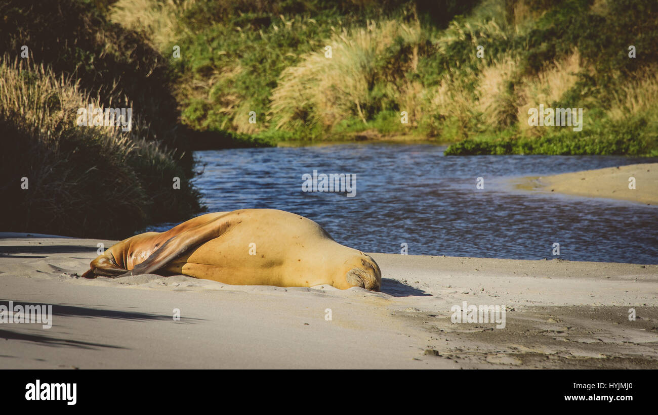 Nueva Zelanda lobo de mar en la playa, en Dunedin. Foto de stock