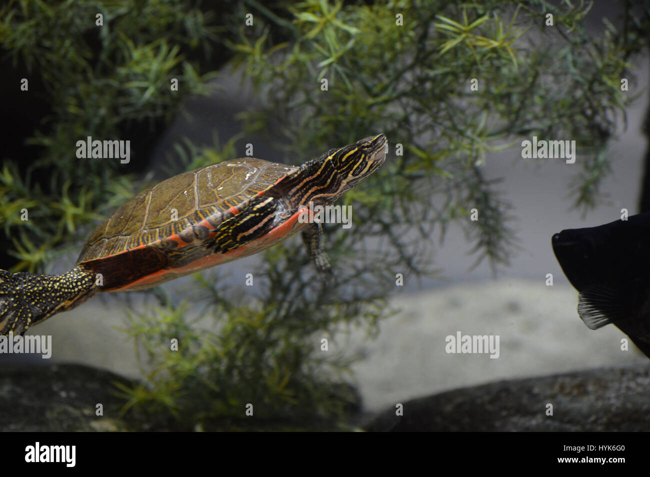 Tortuga pintada Foto de stock