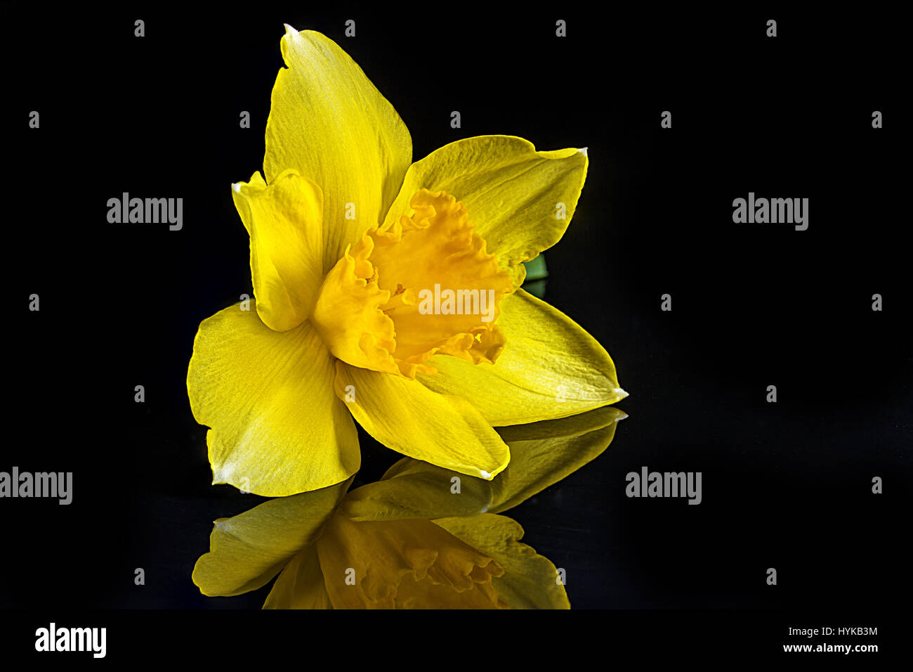 Narciso amarillo sobre fondo negro aislado Foto de stock