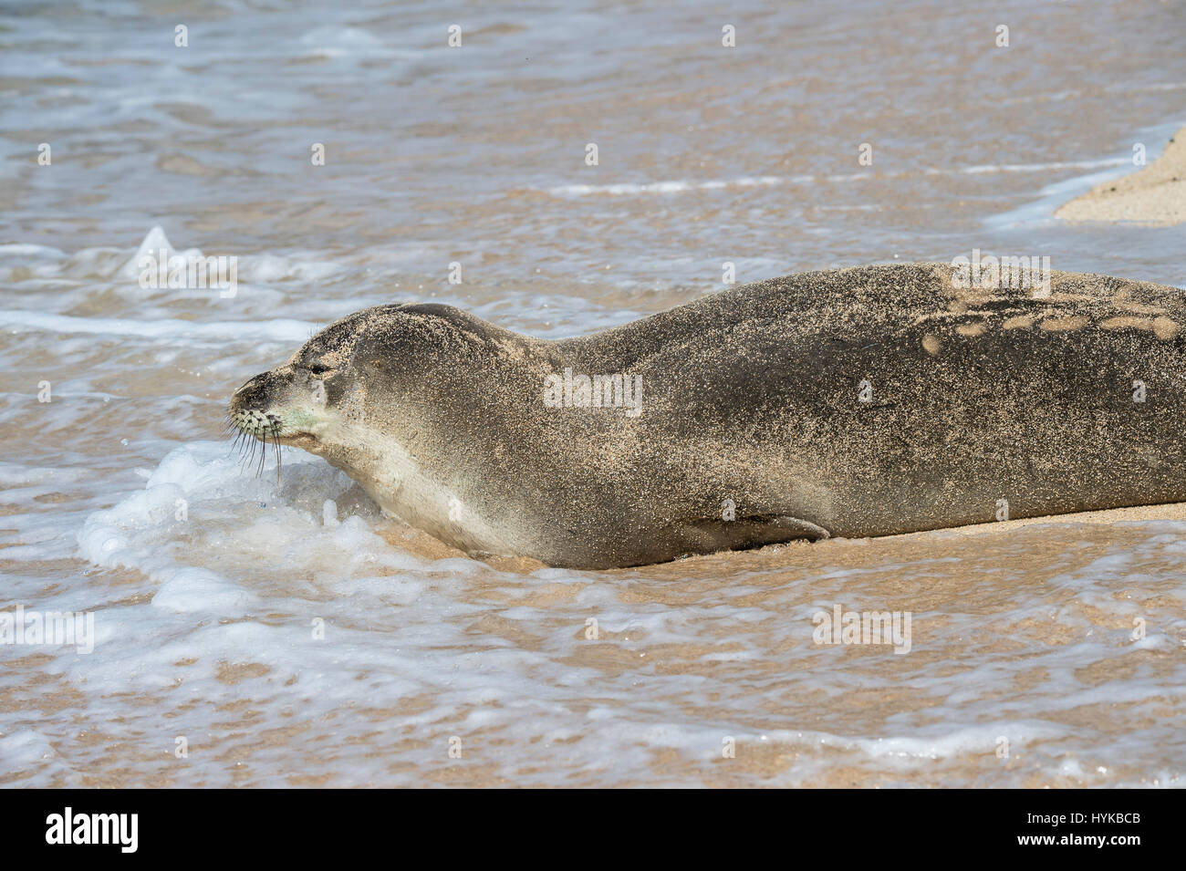 Foca monje hawaiana fotografías e imágenes de alta resolución - Alamy