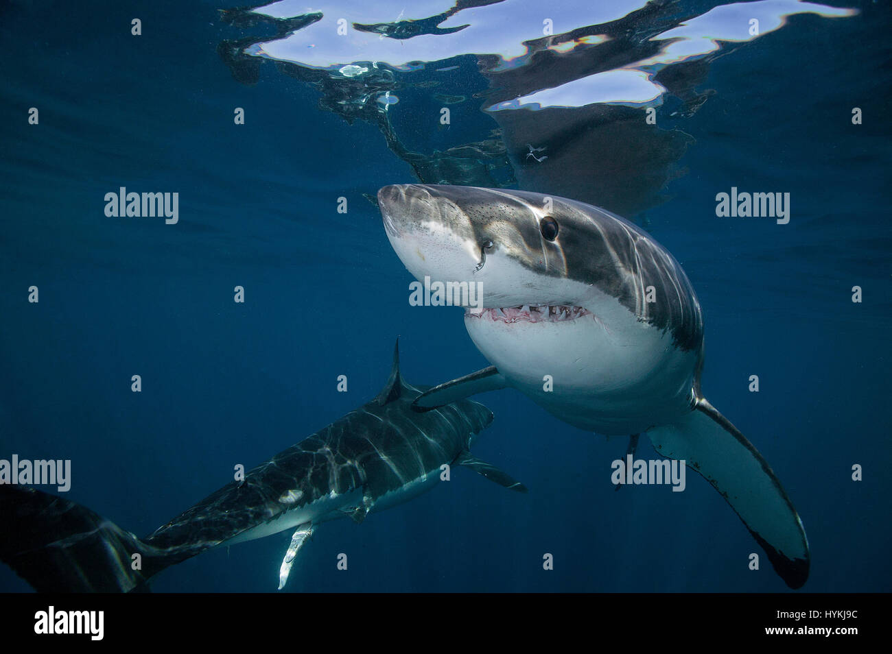 Imágenes impactantes han captado cuál podría ser el gran tiburón blanco más  grande en el mundo. El gran depredador viene cara a cara con dos buzos en  una jaula que hace mirar