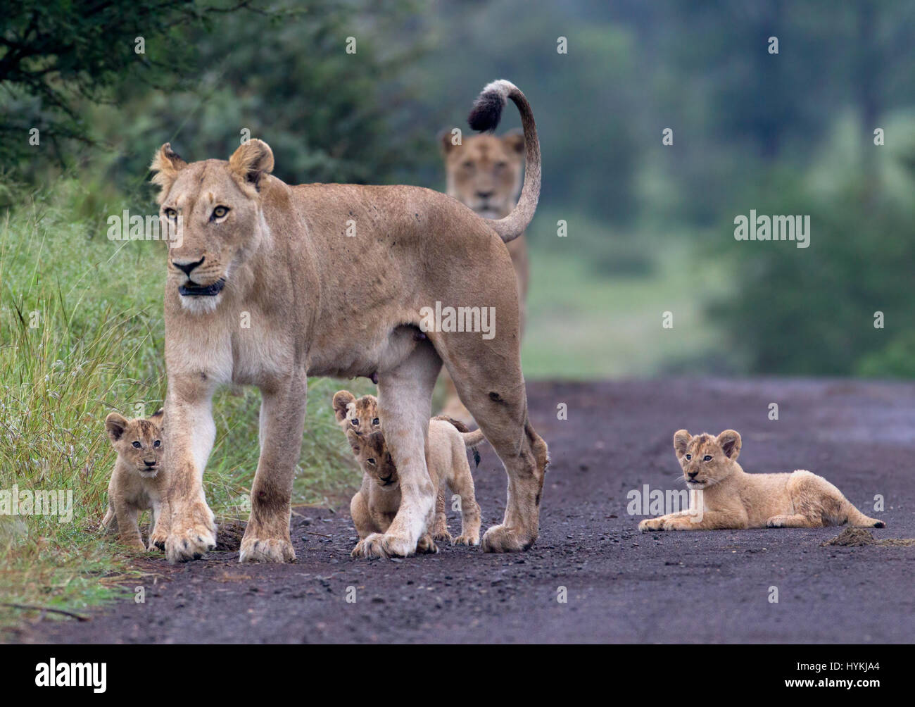 El Parque Nacional Kruger, Sudáfrica: en el momento en que una pequeña cub  decidió que "el rey león" y listo para liderar el orgullo, incluyendo su  propia madre ha sido capturado. El