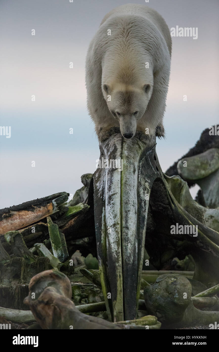 La ladera norte de Alaska, EE.UU.: la desternillante fotos de un cachorro de oso polar caer en una sesión miman Ártico se han roto. Las fotografías muestran el pequeño cub entregándose una revitalización facial con un pedazo de piel de ballena como el último exfoliator. La cub parece estar deseando tomar tiempo de su apretada agenda para algunos importante 'Me'. Otras imágenes muestran una hembra adulta de oso polar explorando un cementerio de ballenas en busca de algunos bocadillos. Fotógrafo Kyriakos Kaziras viajó a la ladera norte de Alaska en los Estados Unidos para fotografiar estos magníficos mamíferos. Foto de stock