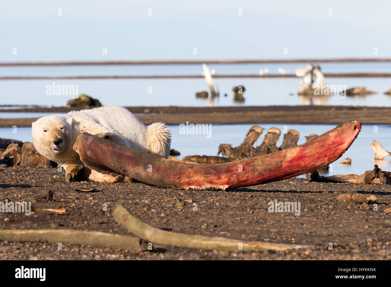 La ladera norte de Alaska, EE.UU.: la desternillante fotos de un cachorro  de oso polar caer en una sesión miman Ártico se han roto. Las fotografías  muestran el pequeño cub entregándose una