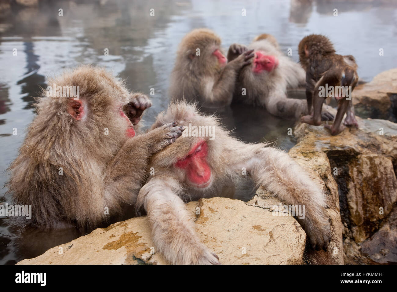 NAGANO, JAPÓN: Este grupo de 200 monos y sus bebés capturados por el paso de un fotógrafo británico debe ser el más afortunado en el planeta. Disfrutando todo el día en las cálidas aguas de las termas en el santuario de la naturaleza que llaman hogar ha dejado estos macacos japoneses con poco que hacer pero empaparse y novio mutuamente durante todo el día. Otros cute imágenes muestran cómo los monos bebé lindo hacer la mayoría de sus vidas charmed dándose un chapuzón en el agua con los adultos. Viajar fotógrafo Peter Adams (55) de los Cotswolds tomó el estrafalario disparos mientras visitan el parque Jigokudani en Nagano, Japón. Foto de stock
