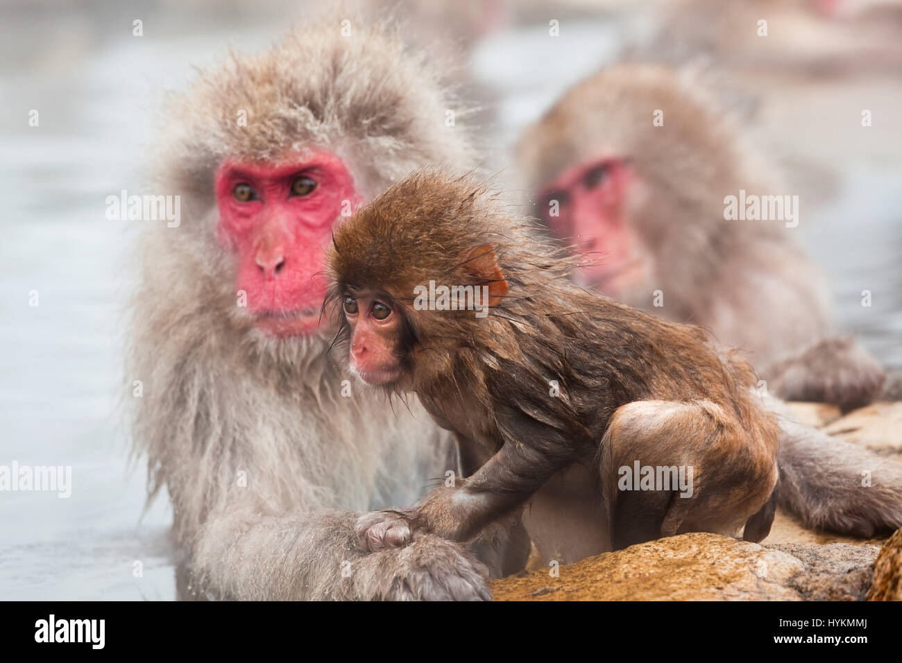 NAGANO, JAPÓN: Este grupo de 200 monos y sus bebés capturados por el paso de un fotógrafo británico debe ser el más afortunado en el planeta. Disfrutando todo el día en las cálidas aguas de las termas en el santuario de la naturaleza que llaman hogar ha dejado estos macacos japoneses con poco que hacer pero empaparse y novio mutuamente durante todo el día. Otros cute imágenes muestran cómo los monos bebé lindo hacer la mayoría de sus vidas charmed dándose un chapuzón en el agua con los adultos. Viajar fotógrafo Peter Adams (55) de los Cotswolds tomó el estrafalario disparos mientras visitan el parque Jigokudani en Nagano, Japón. Foto de stock