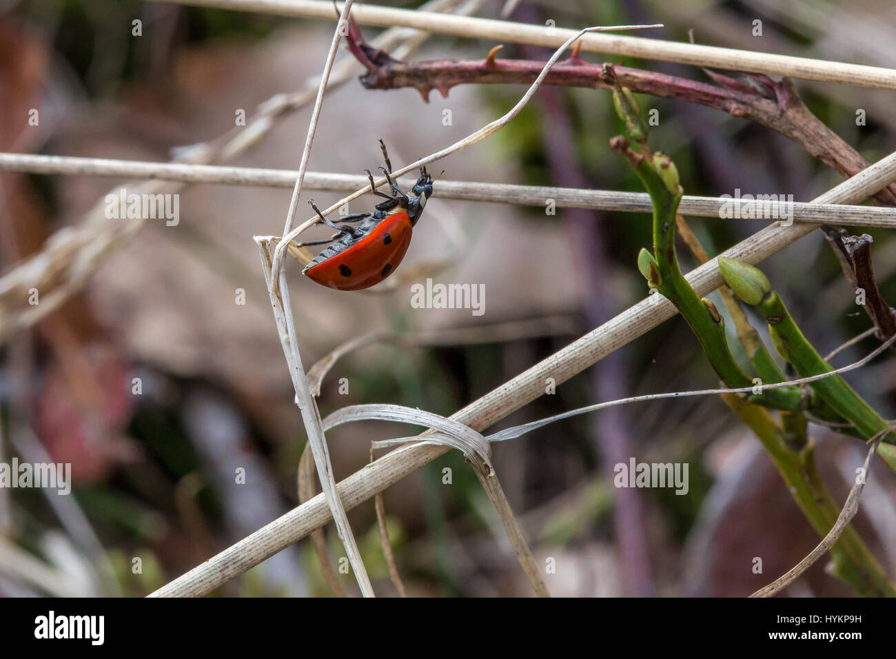 Close-up de una mariquita (Coccinellidae) colgando boca abajo sobre una brizna de hierba seca Foto de stock