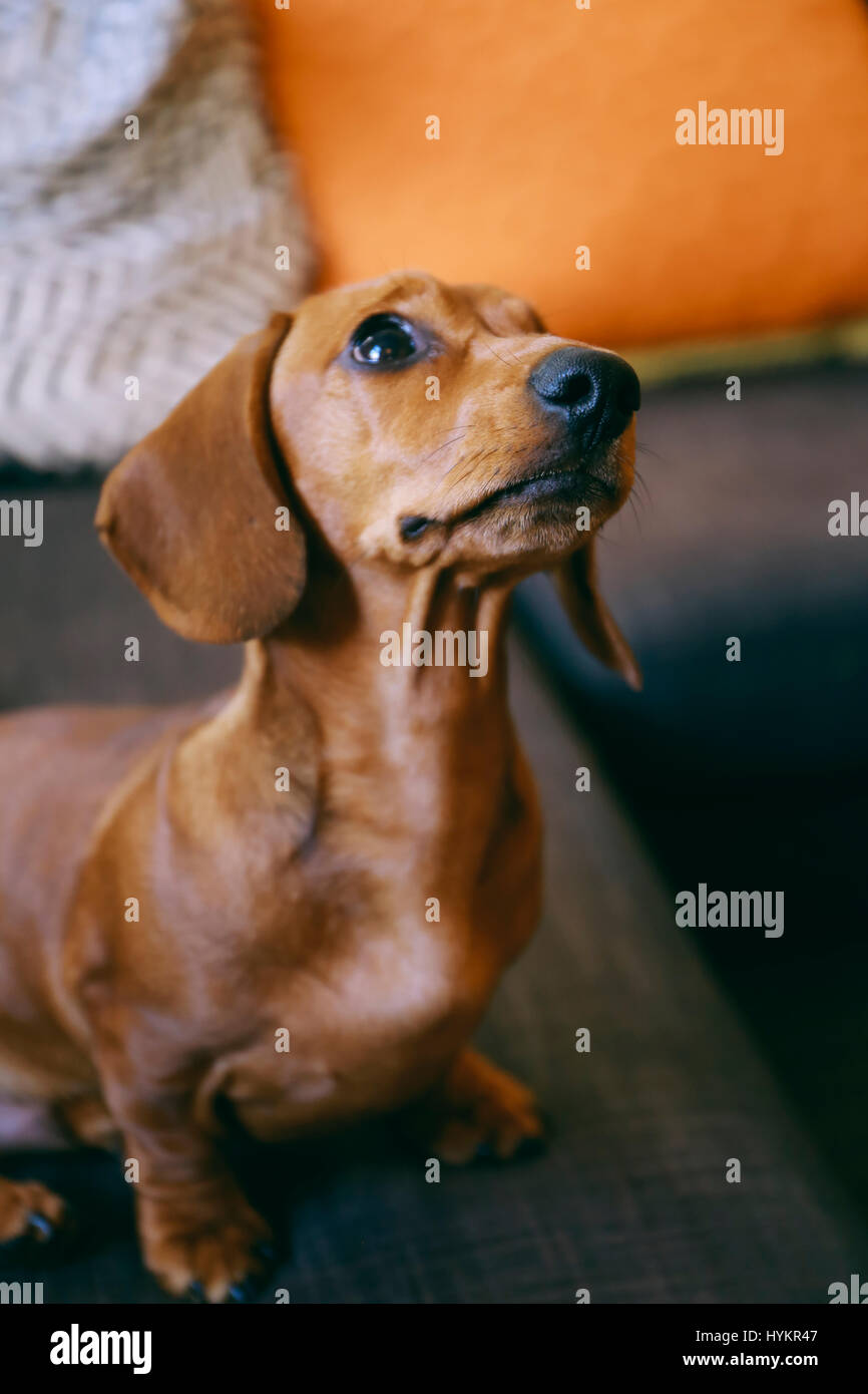 Picasso cáustico Escribe email Cachorro de perro salchicha sentada fotografías e imágenes de alta  resolución - Página 4 - Alamy