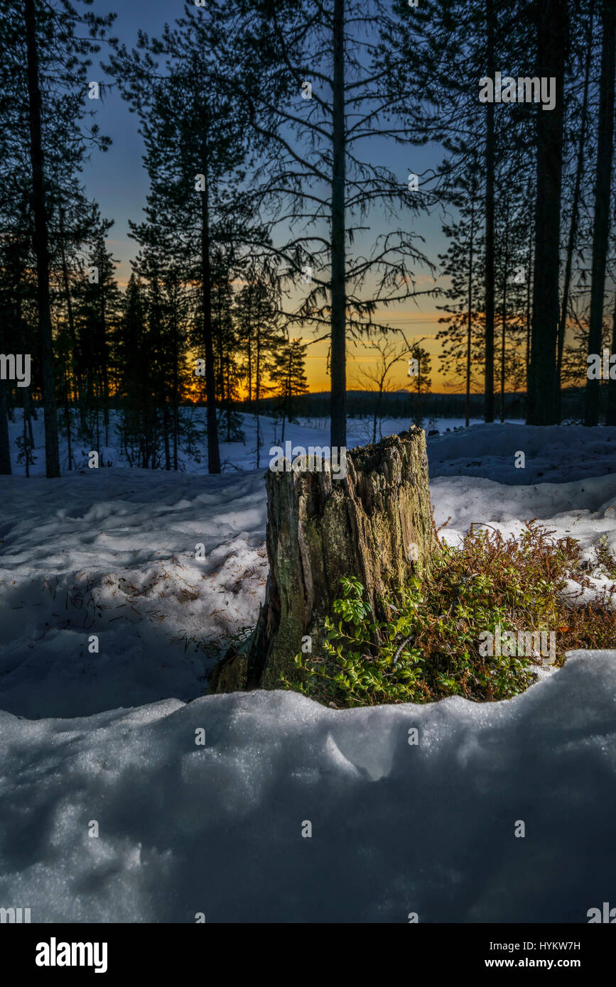 Tocón de árbol, puesta de sol de invierno, Laponia, Suecia Foto de stock