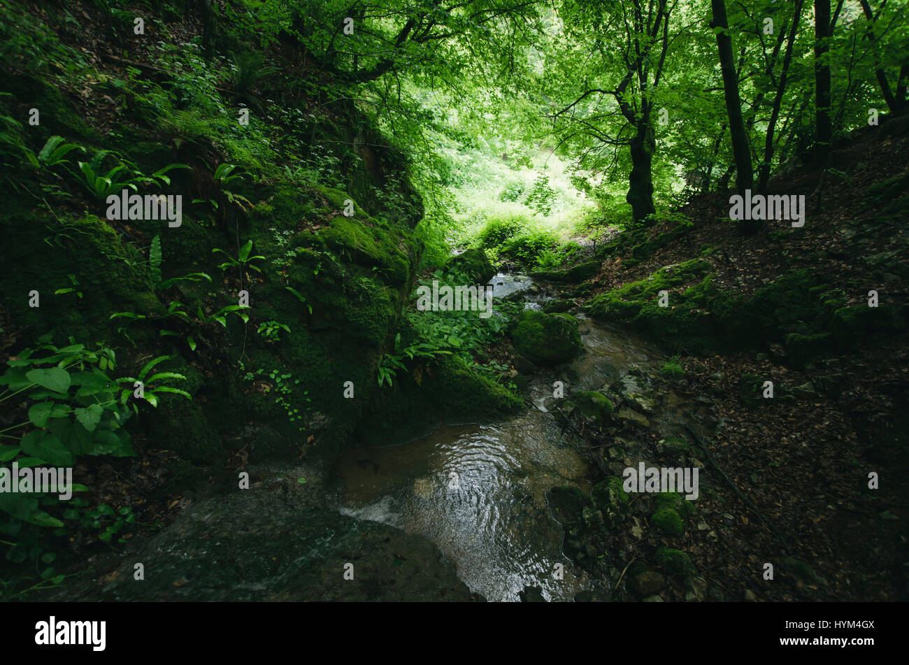 Bosque verde paisaje natural Foto de stock