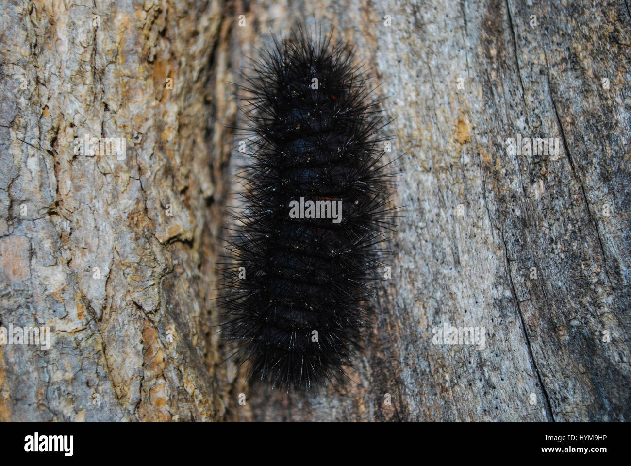 Gusano De Roble Fotos e Imágenes de stock - Alamy