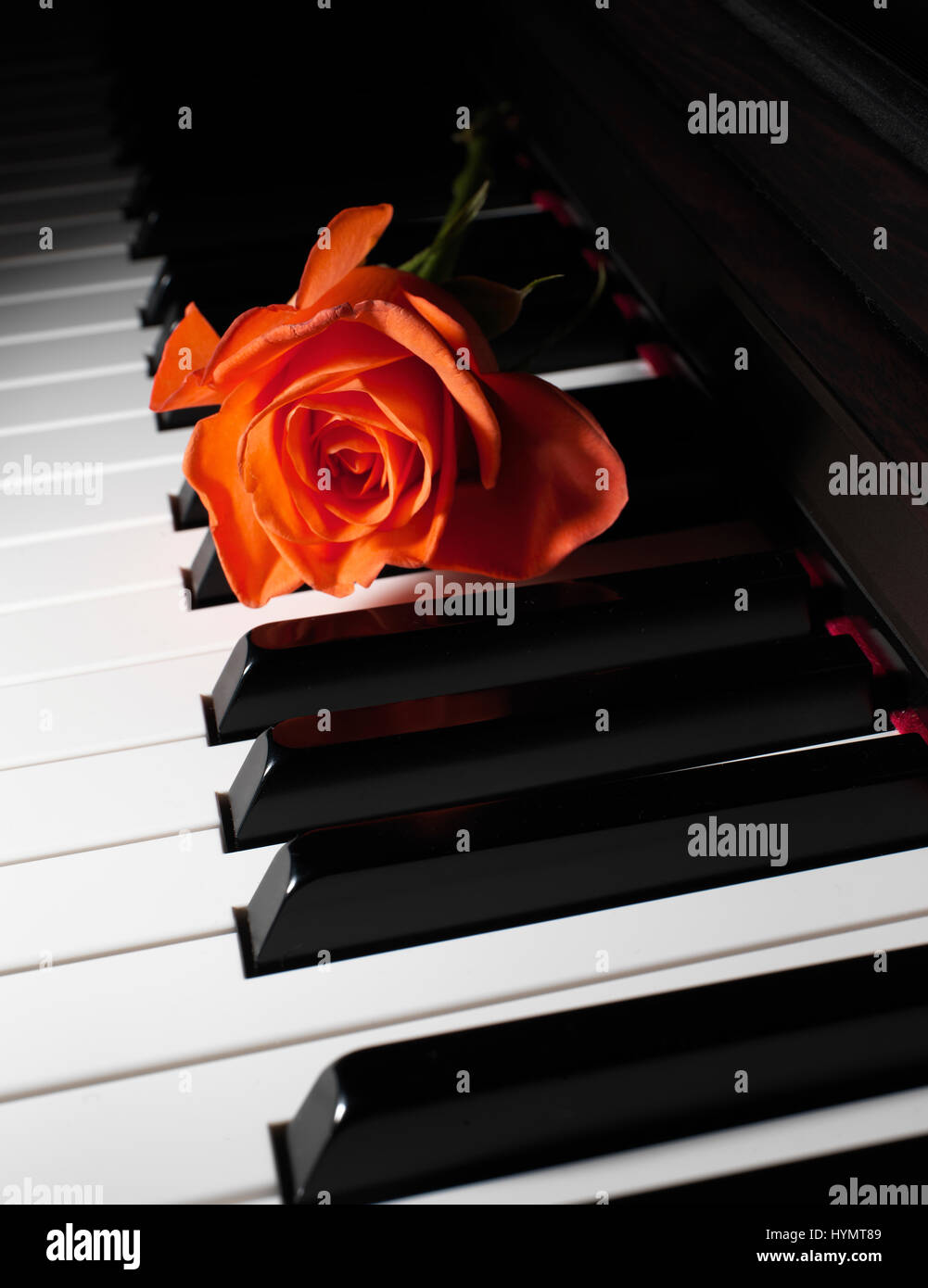 Teclas del piano de cerca con rosa Foto de stock