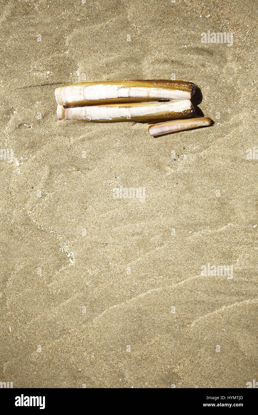 Imagen macro de una sola concha navaja descansando en una playa de arena Foto de stock