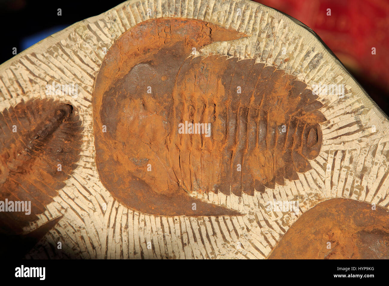 Cerca de trilobite fósil, España Foto de stock
