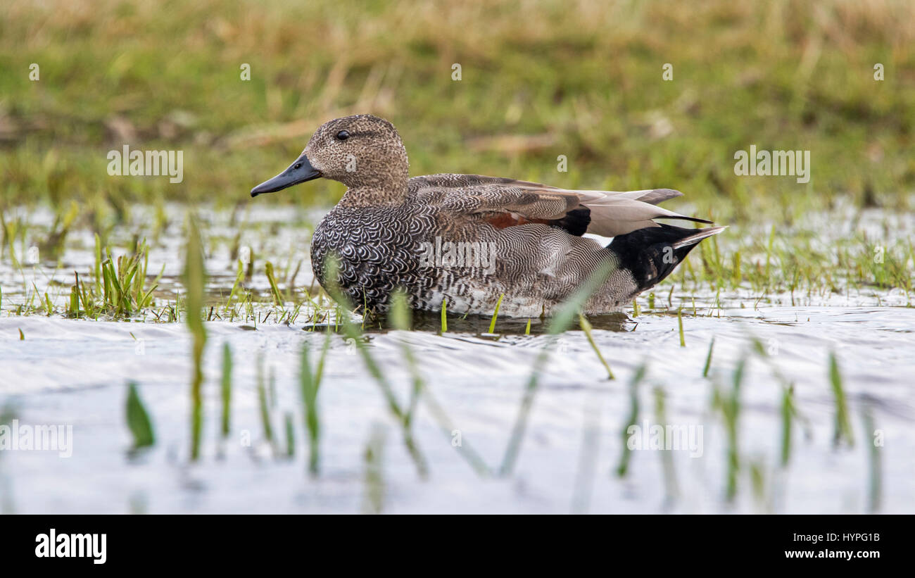 (Anas strepera Gadwall / Mareca strepera) macho en pantanos Foto de stock