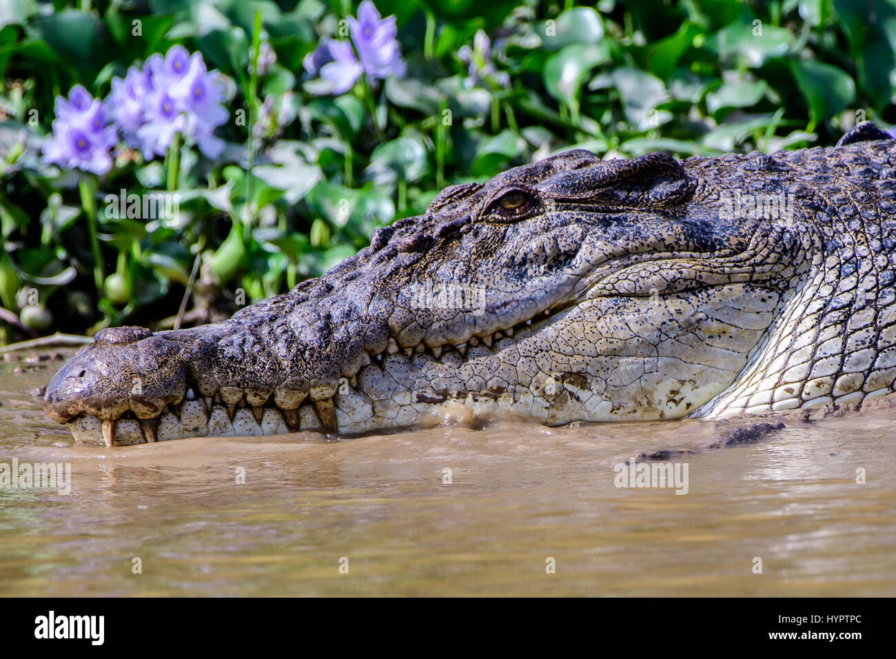 Cerca de la cara de un cocodrilo de agua dulce Foto de stock
