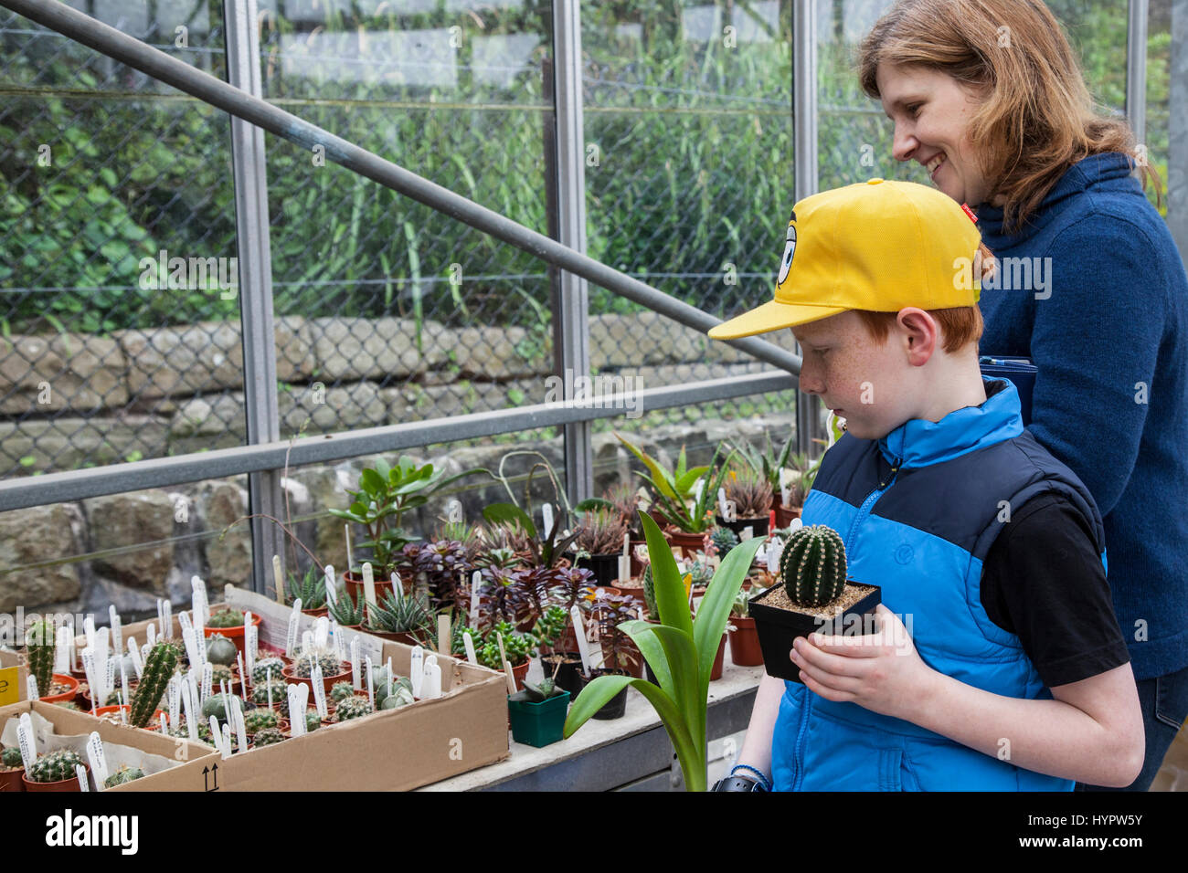 Joven con la madre eligiendo plantas suculentas Foto de stock