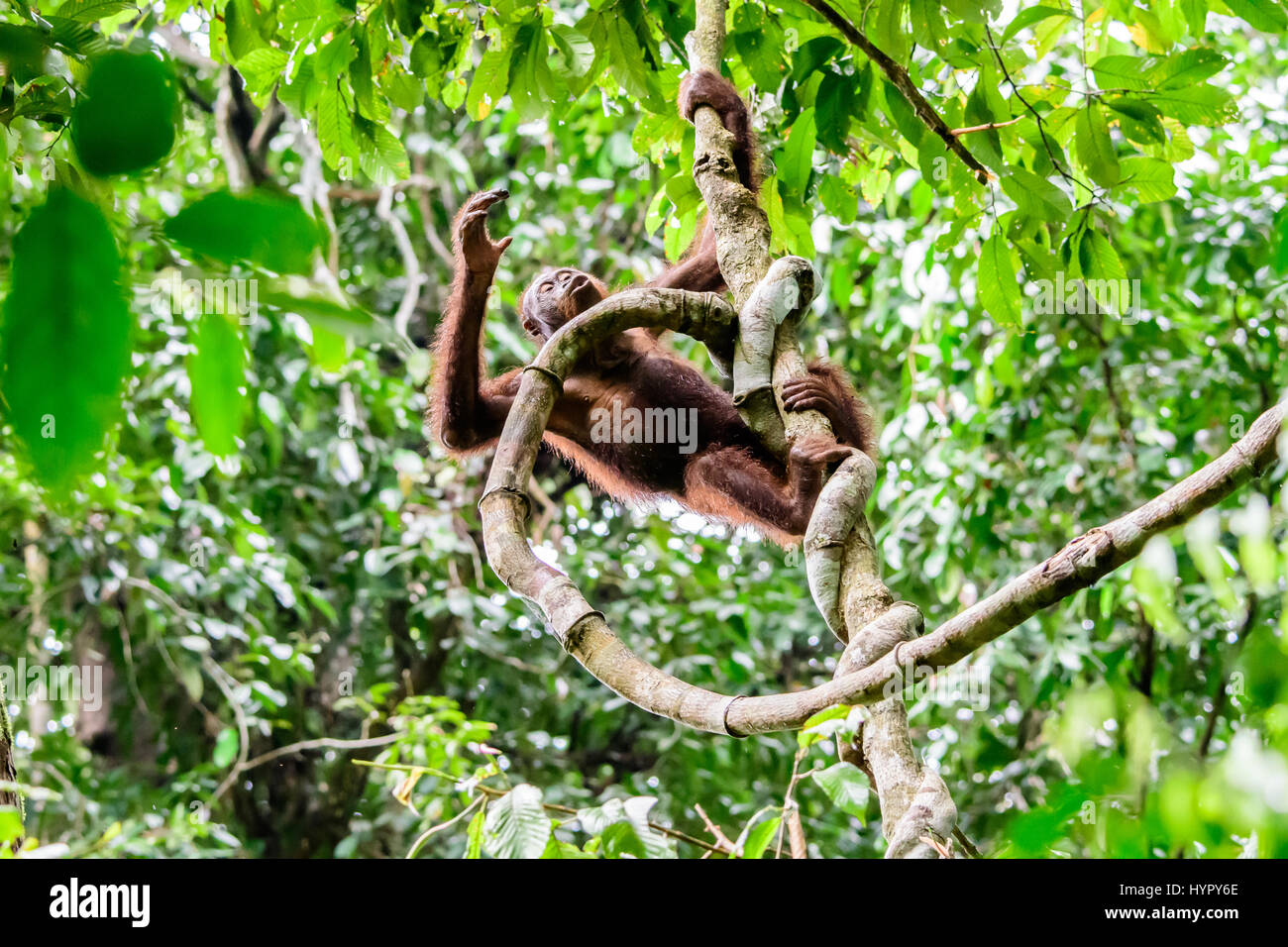 Orangután feliz trepando a los árboles en el bosque Foto de stock