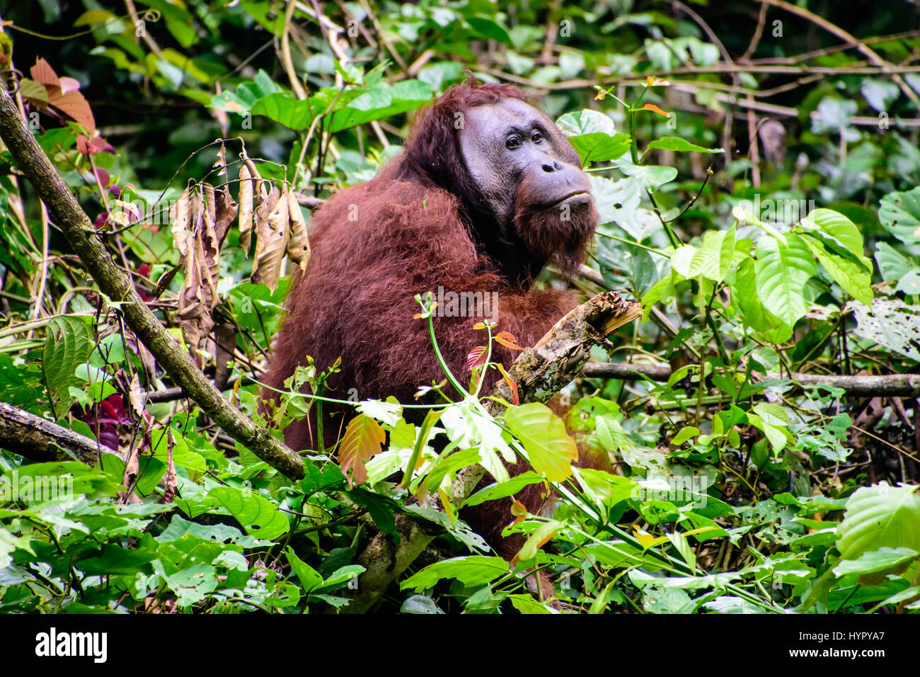 Orangután brida macho alimentándose en el bosque Foto de stock