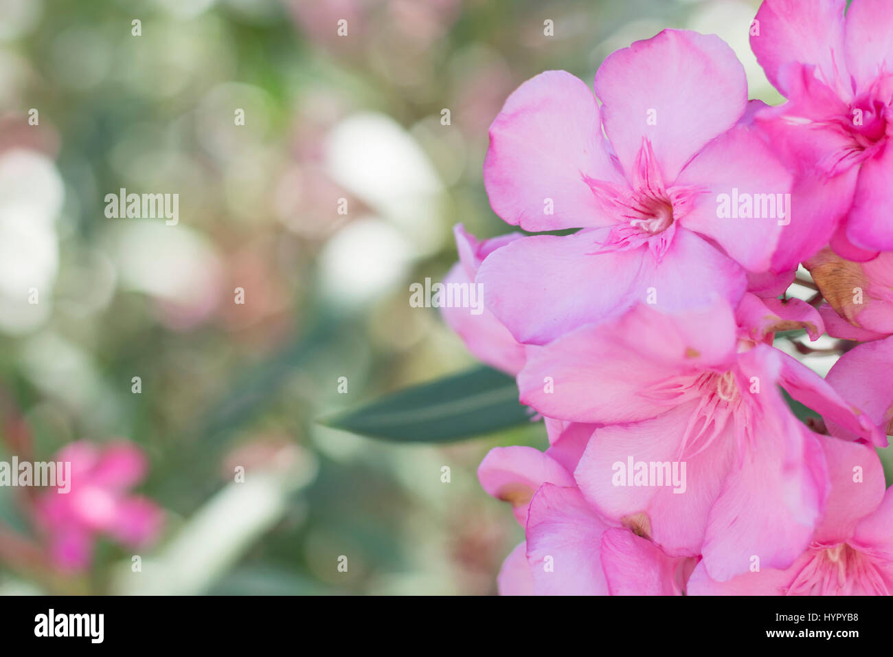 Cerca de flores rosadas con foco suave. Nerium oleander Foto de stock