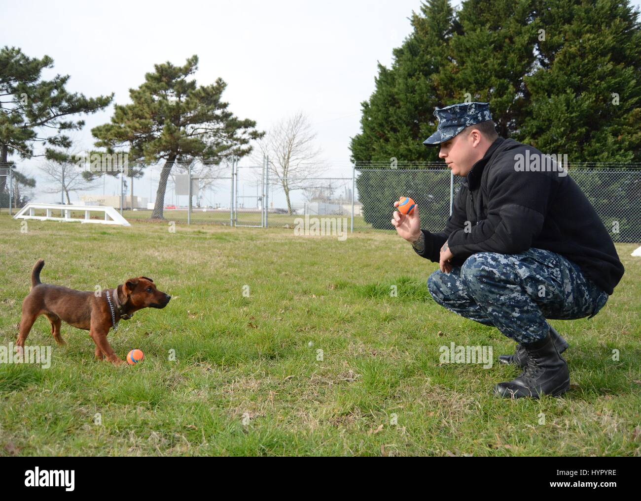 Soldado estadounidense y su Jagd terrier cachorro de trabajo militar Puskos ir a través de la obediencia formación en la Estación Naval de Norfolk el 1 de febrero de 2017 en Norfolk, Virginia. Foto de stock