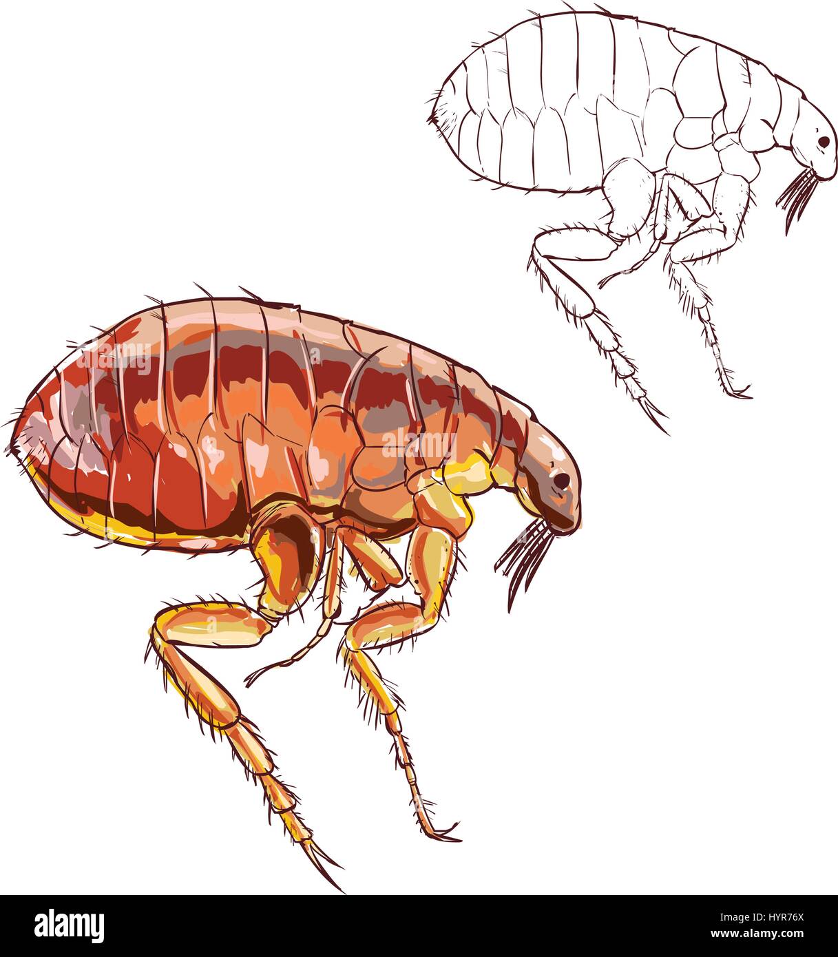 Illustration Of Flea Fotos e Imágenes de stock - Alamy