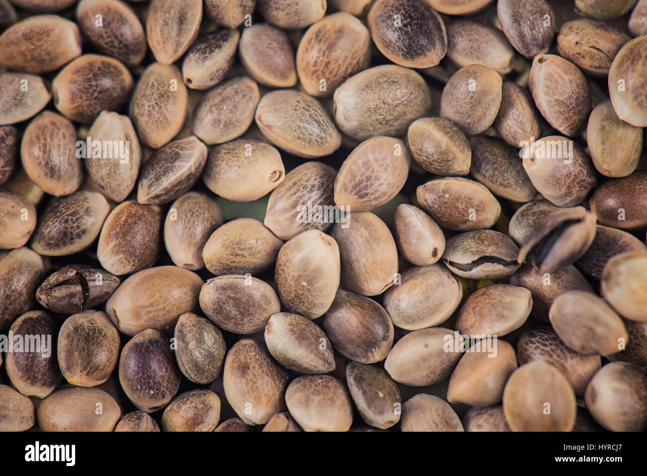 Cierre De Semillas De Cannabis. Semillas De Marihuana En Fondo Gris Imagen  de archivo - Imagen de crecimiento, marihuana: 239092193