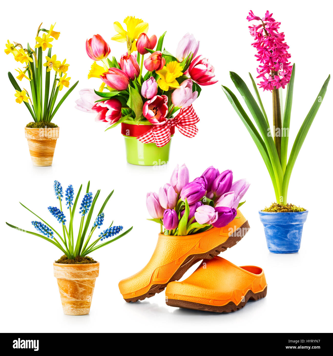 Las flores de la primavera, la maceta con tulipanes, narcisos, jacintos, muscari colección aislado sobre fondo blanco. Foto de stock