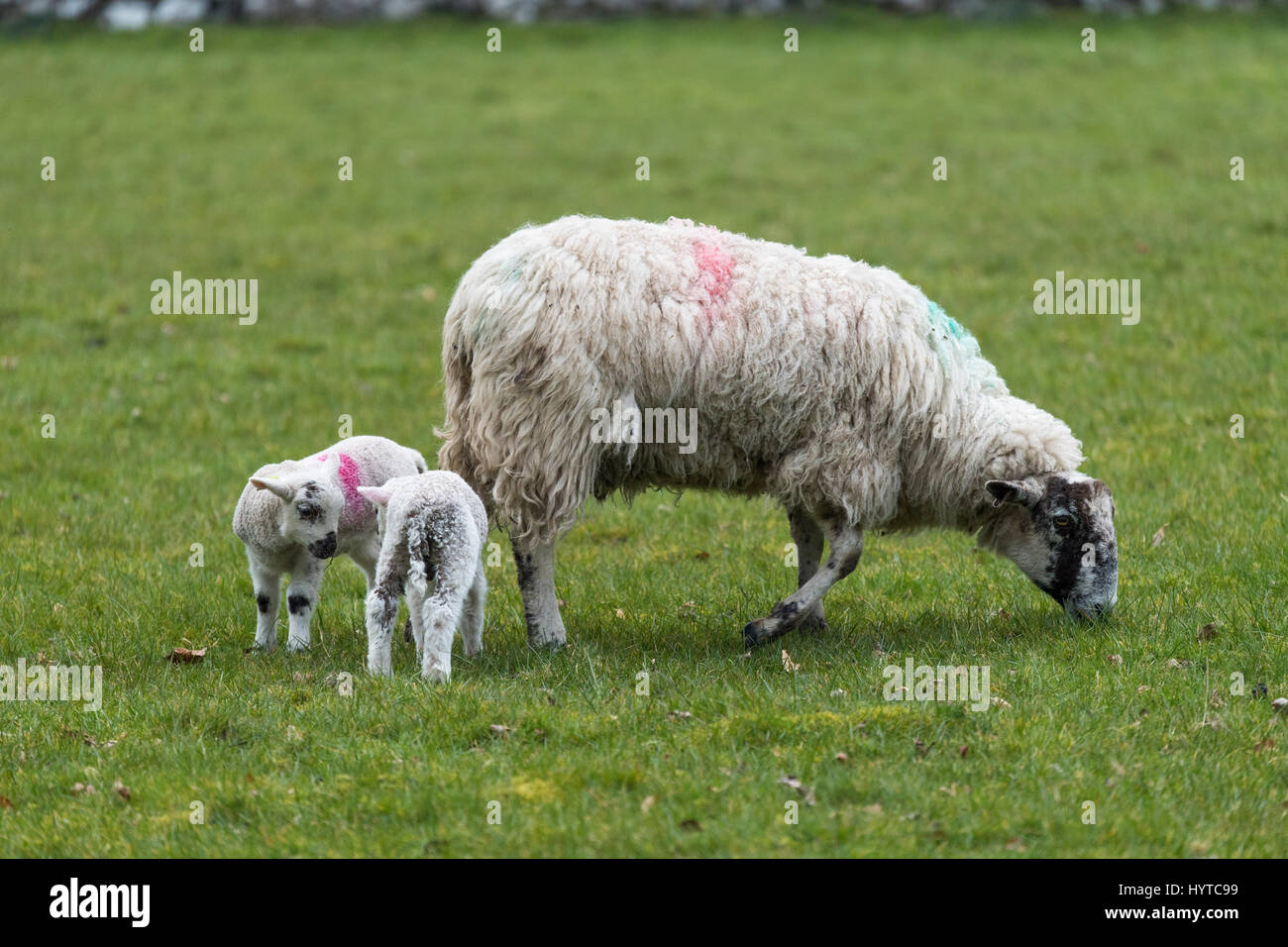 Madre oveja (oveja) y 2 corderos gemelos de pie juntos en campo de granja en primavera (mamá pastando, la descendencia se encuentran cerca) - North Yorkshire, Inglaterra, GB Reino Unido Foto de stock