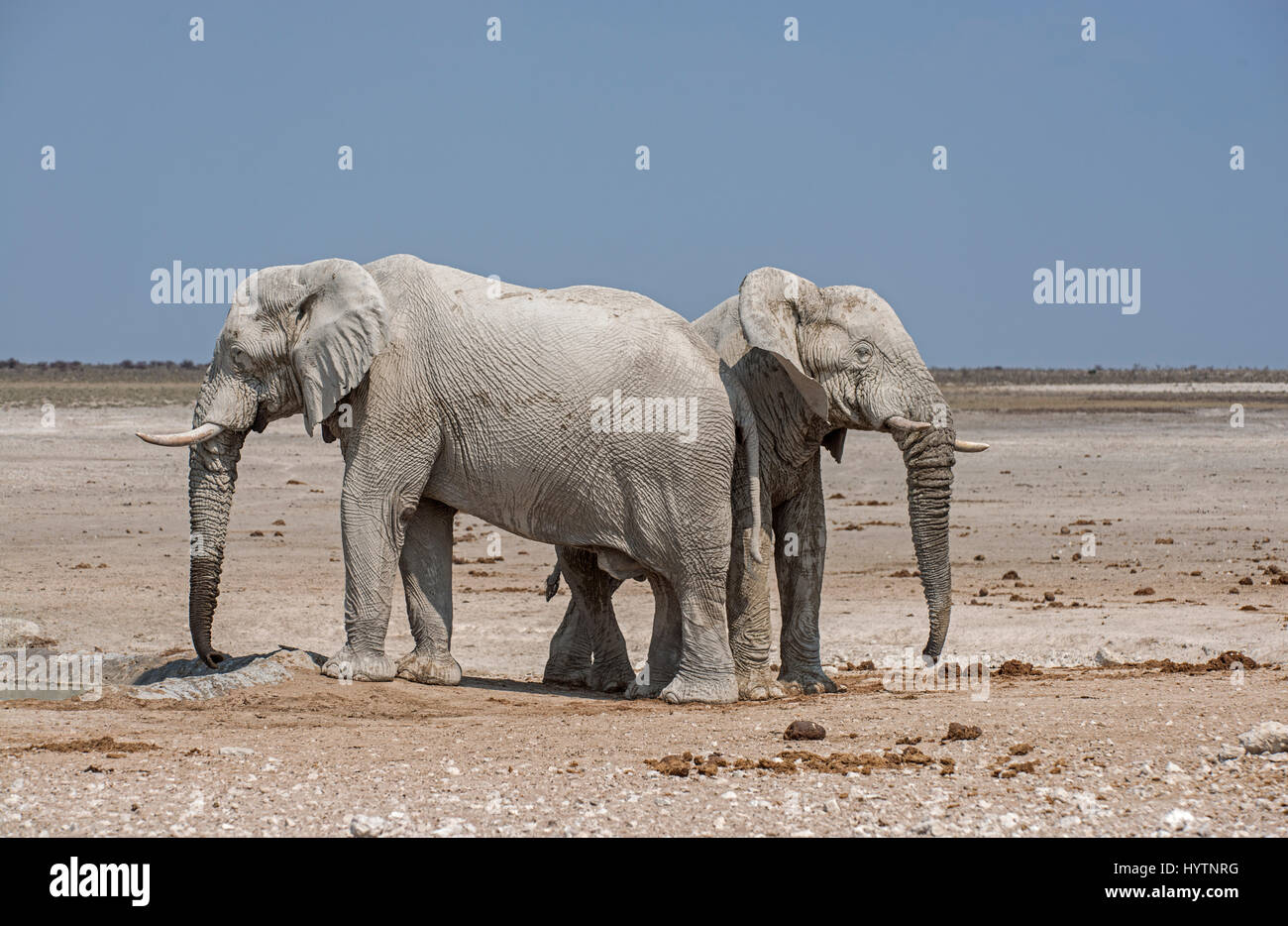 Elefante: Loxodonta africana. Etosha, en Namibia. Foto de stock