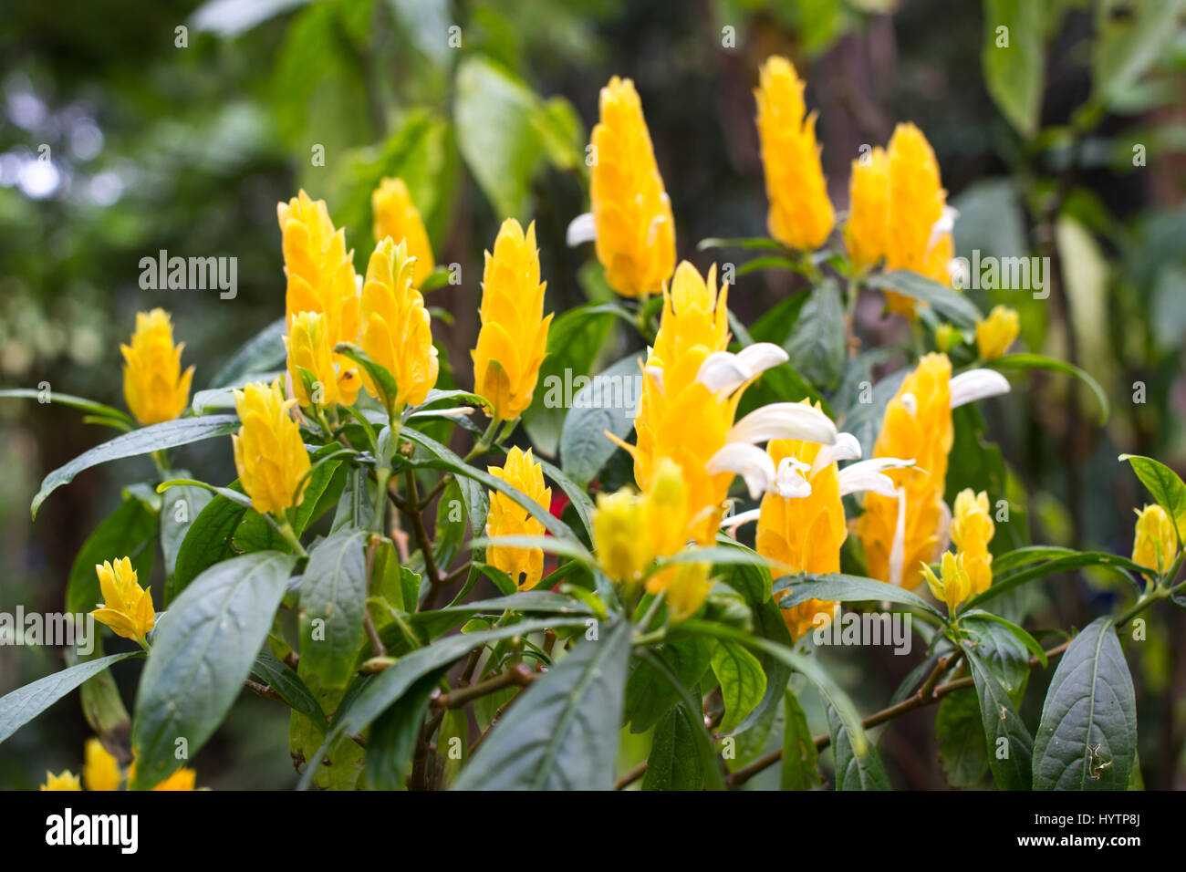 Arbusto amarillo Pachystachys lutea en el jardín. Lollipop planta camarón  de oro Fotografía de stock - Alamy