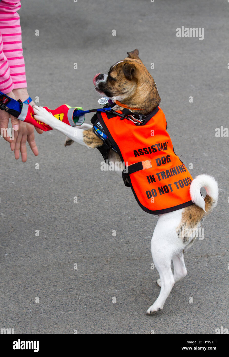 cualquier perro puede ser un perro de asistencia